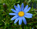 Felicia Blue Daisy Cuttings 10 Pack + 100 Seeds - Felicia bergeriana - Ideal for Rooting and Garden Planting