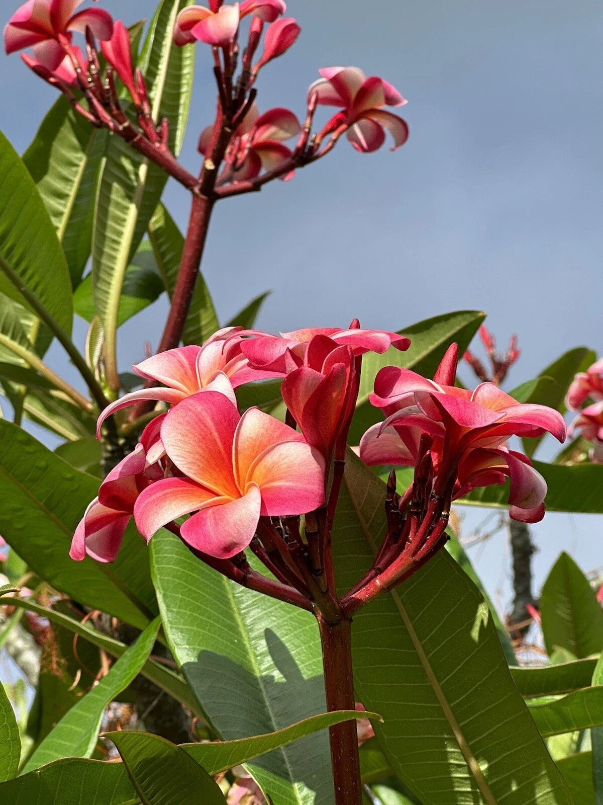 Pink Plumeria Cutting 10-inch Unrooted Single Head - Fresh Locally Grown Plumeria rubra from Big Island, Kealakekua
