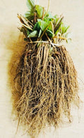 Everbearing Strawberry Bare Root Plants - Garden Outdoor Fruit - Fragaria x ananassa - Select Packs