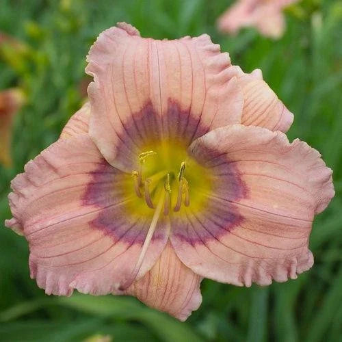 10 Live Daylilies, Pastel Lavender, Hemerocallis 'Pastilline', Perennial Flowering Plants, Garden Decor