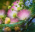 Pink Mimosa Tree Cuttings - 12 Unrooted Fresh Silk Flowers for Pollinators - Albizia julibrissin