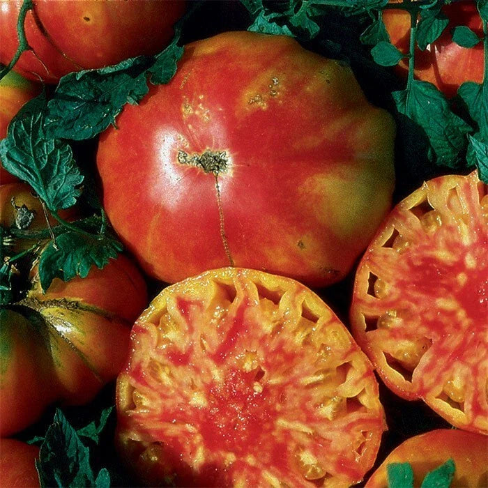 Heirloom Hillbilly Tomato Seeds - Organic, Non-GMO, Fresh - 30+ Seeds (Solanum lycopersicum)