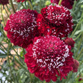 Scabiosa Seeds 40 Count Raspberry Red Pincushion Flower, Scabiosa atropurpurea, for 2025 Gardening