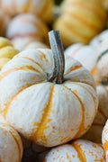 Dwarf Tiger Striped Gourd Seeds - 15 Rare Vegetable Seeds - Cucurbita pepo - Unique Garden Variety