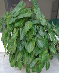 Philodendron Burle Marx 10" - 12" Well Rooted Indoor Outdoor Plant - Ships Bare Root, Philodendron 'Burle Marx'