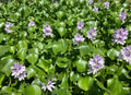 Water Hyacinth Plants - 10 Medium Floating Live Pond Plants - Eichhornia crassipes - Natural Algaecide for Tanks and Ponds