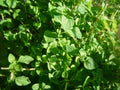 Thyme Herb Seeds - 1000 Count - Common Variety (Thymus vulgaris) - Culinary Herb for Gardens and Containers
