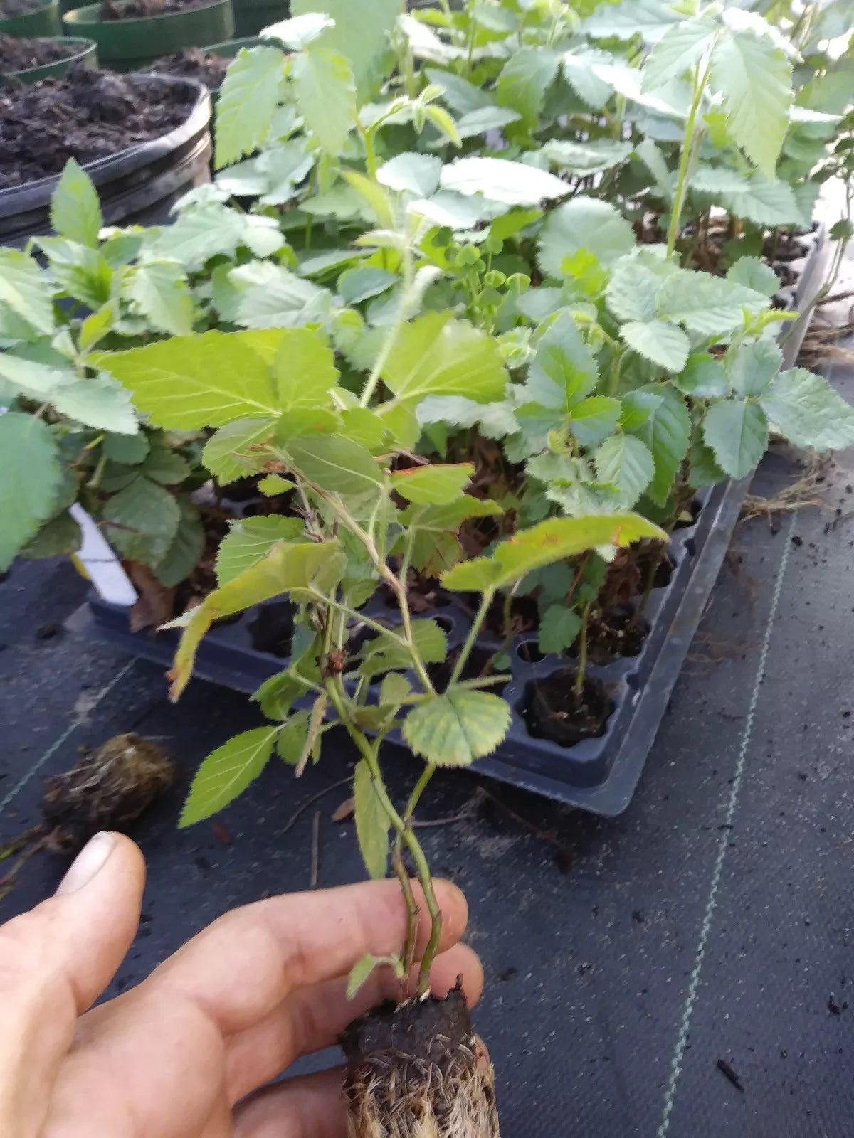 Thornless Blackberry Plant 1 Gallon 'Chester' Non-GMO Pesticide-Free Rubus fruticosus
