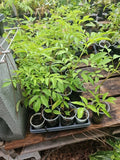 American Elderberry Tree Live Plant, Fully Rooted, Sambucus canadensis, 3 Gallon Size, Edible Berries, Hardy Perennial