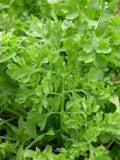 Curled Garden Cress Seeds - 3000 Non-GMO Heirloom Seeds | Lepidium sativum | USA Seller