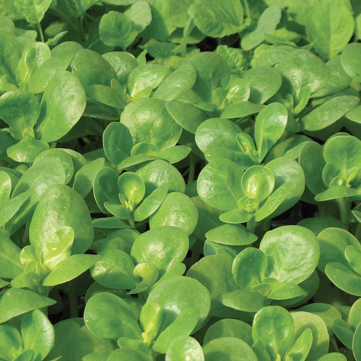 Golden Purslane Seeds - 500+ Fresh Herb Seeds - Edible Plant for Gardens - Portulaca oleracea
