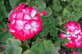 Rare Red & White Geranium Live Plant Cuttings 2x6" & 3x5" Pelargonium Fragrant Blooms Drought Tolerant USDA Zone 5-10