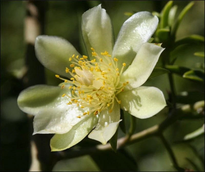 Gold Pereskia Plant – Pereskia aculeata Live Cactus Vine in 4 Inch Pot, Flowering Succulent Houseplant