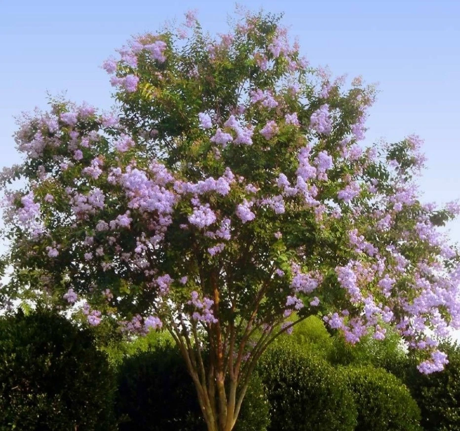 Purple Crepe Myrtle Cuttings 8pcs | Fresh 8”+ Live Cuttings | Lilac-Purple Blooms | Easy Rooting Flowering Shrub Starter