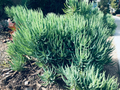 Senecio Vitalis Blue Chalk Fingers – 9 Live 6" Cuttings, Blue Serpents Succulent Sticks for Landscaping, Pots & Drought-Tolerant Gardens