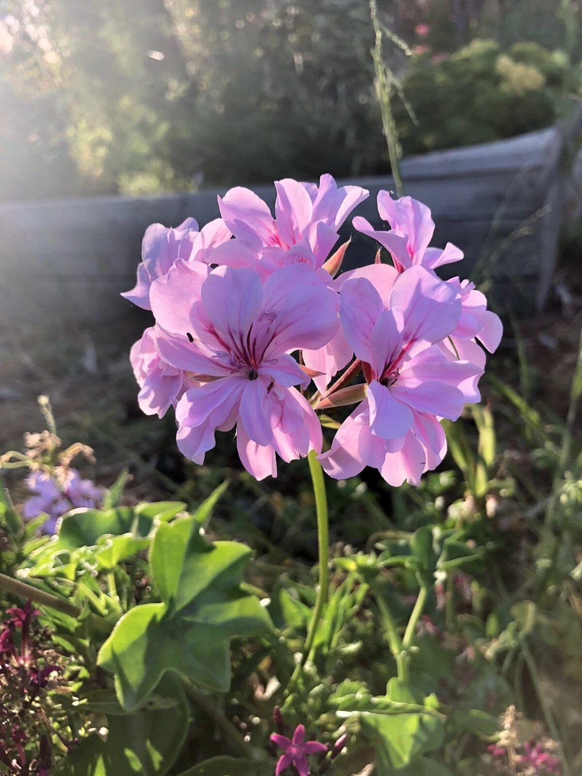 Pelargonium peltatum Lavender Ivy Geranium – 2 Live 6" Trailing Cuttings, Cascading Flowering Plant for Pots & Hanging Baskets