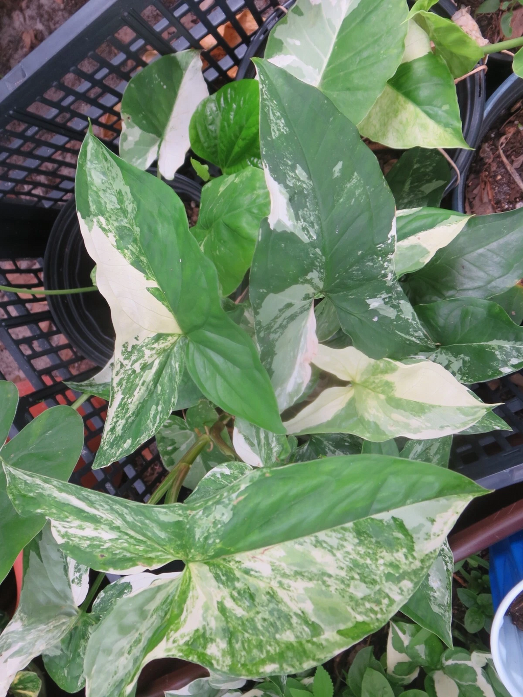 Variegated Syngonium Albo – Podophyllum Cutting, White & Green Arrowhead Vine, Live Unrooted/Rooted Cutting for Houseplant Collectors