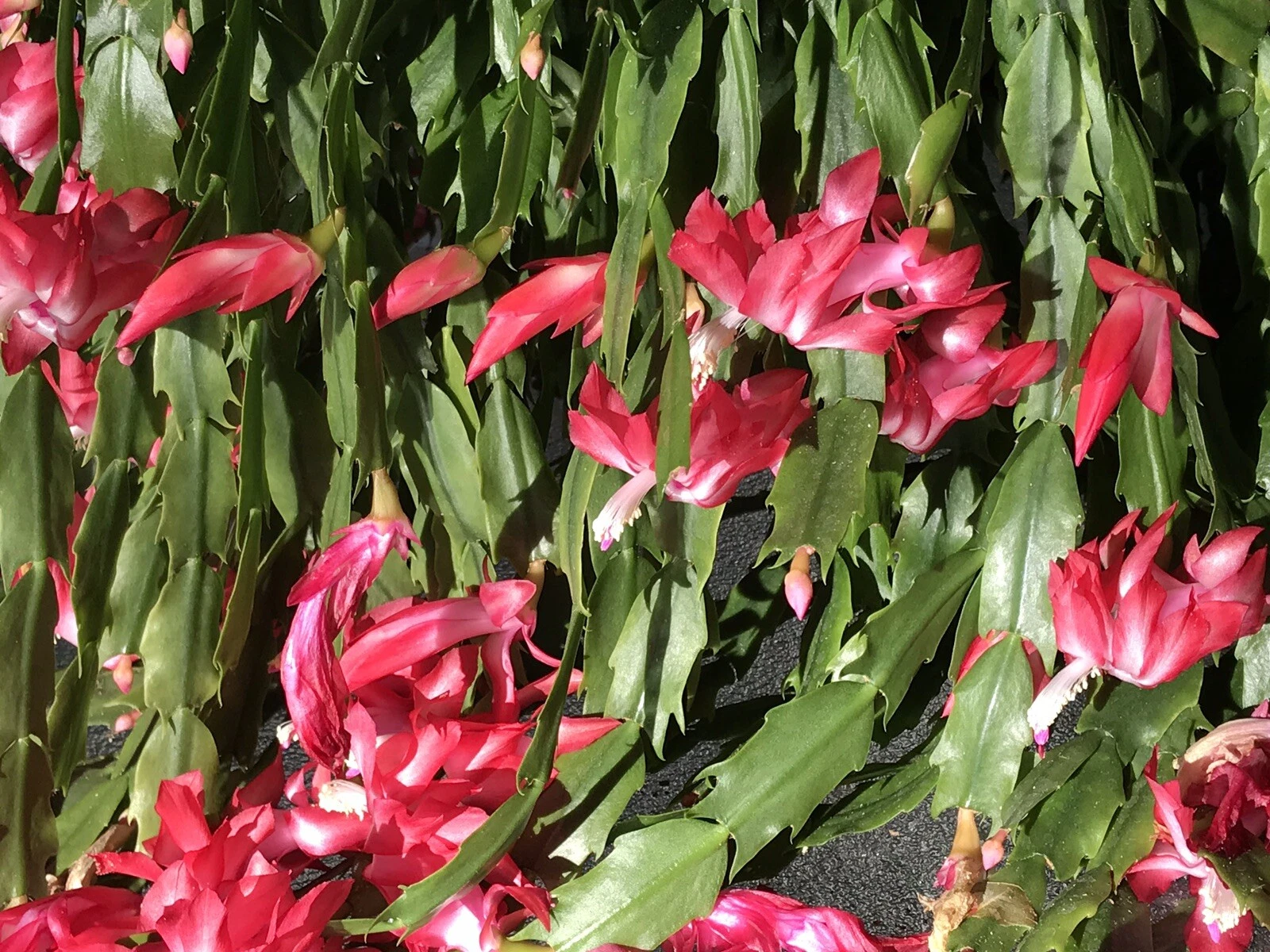 Christmas Cactus Schlumbergera Buckleyi – 6 Fresh Cuttings, 4-Segment Old-Fashion Variety for Rooting