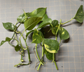 Golden Pothos Rooted Cuttings – 5 Live Epipremnum aureum Plants, Variegated Trailing Houseplant for Indoor Growing