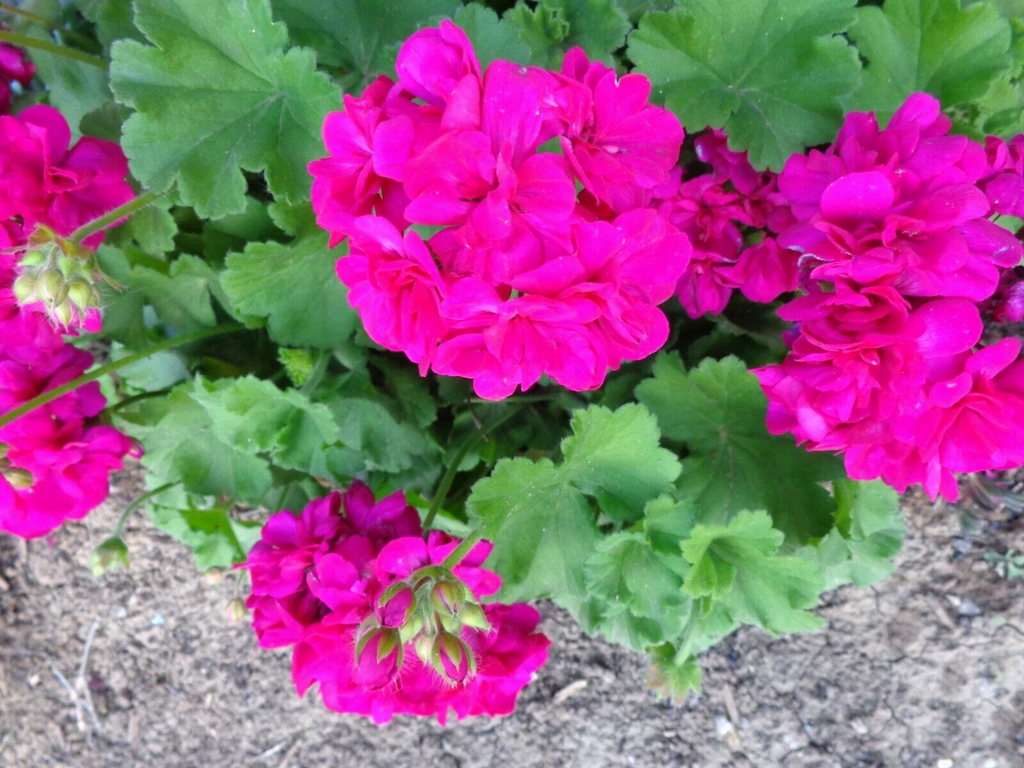 Magenta Geranium Starter Cuttings – 3 Fresh Live Pelargonium Cuttings 6 Inches Long for Propagation