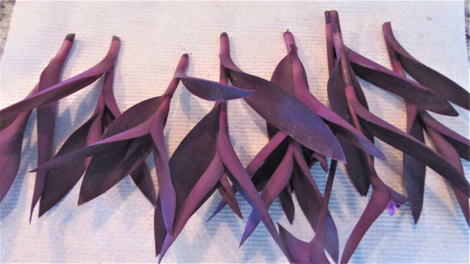 Purple Heart Tradescantia Pallida Cuttings – 8 Unrooted Purple Plant Cuttings – Trailing Houseplant Starter