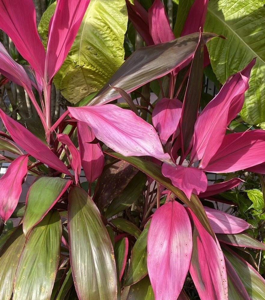 Hawaiian Ti Plant Cuttings – 10 Unrooted 4–5 Inch Cordyline Fruticosa Cuttings for Rooting
