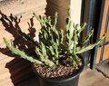 Cylindropuntia Acanthocarpa Thornberi Cutting for Planting – Live Cholla Cactus Segment