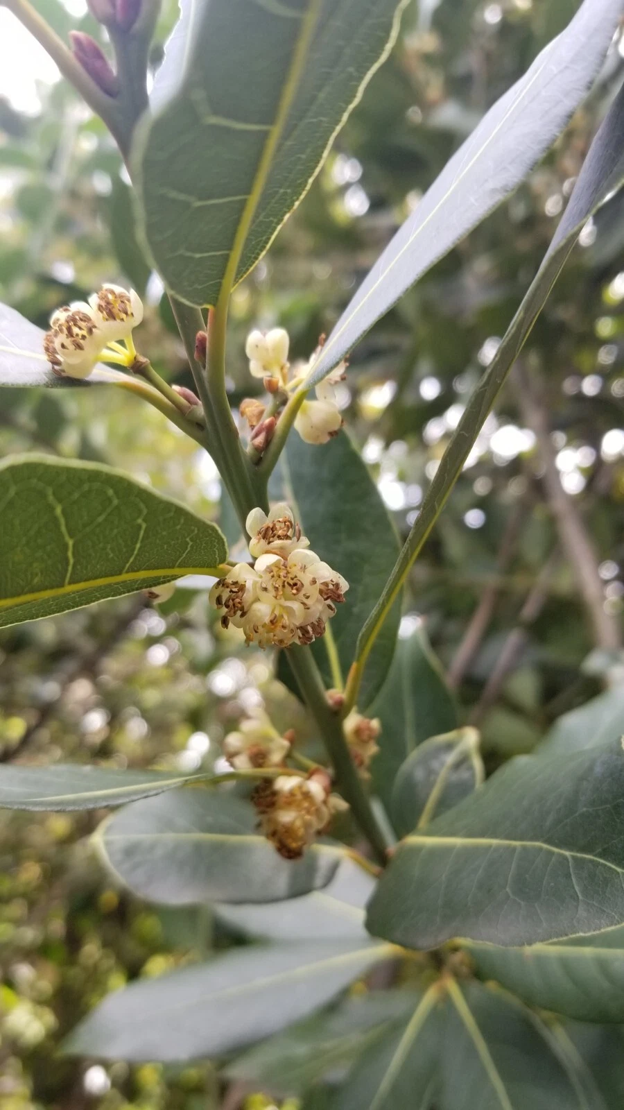 Bay Laurel Tree Cuttings – 10 Live Laurus Nobilis Stem Cuttings for Propagation and Garden Planting