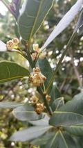 Bay Laurel Tree Cuttings – 10 Live Laurus Nobilis Stem Cuttings for Propagation and Garden Planting