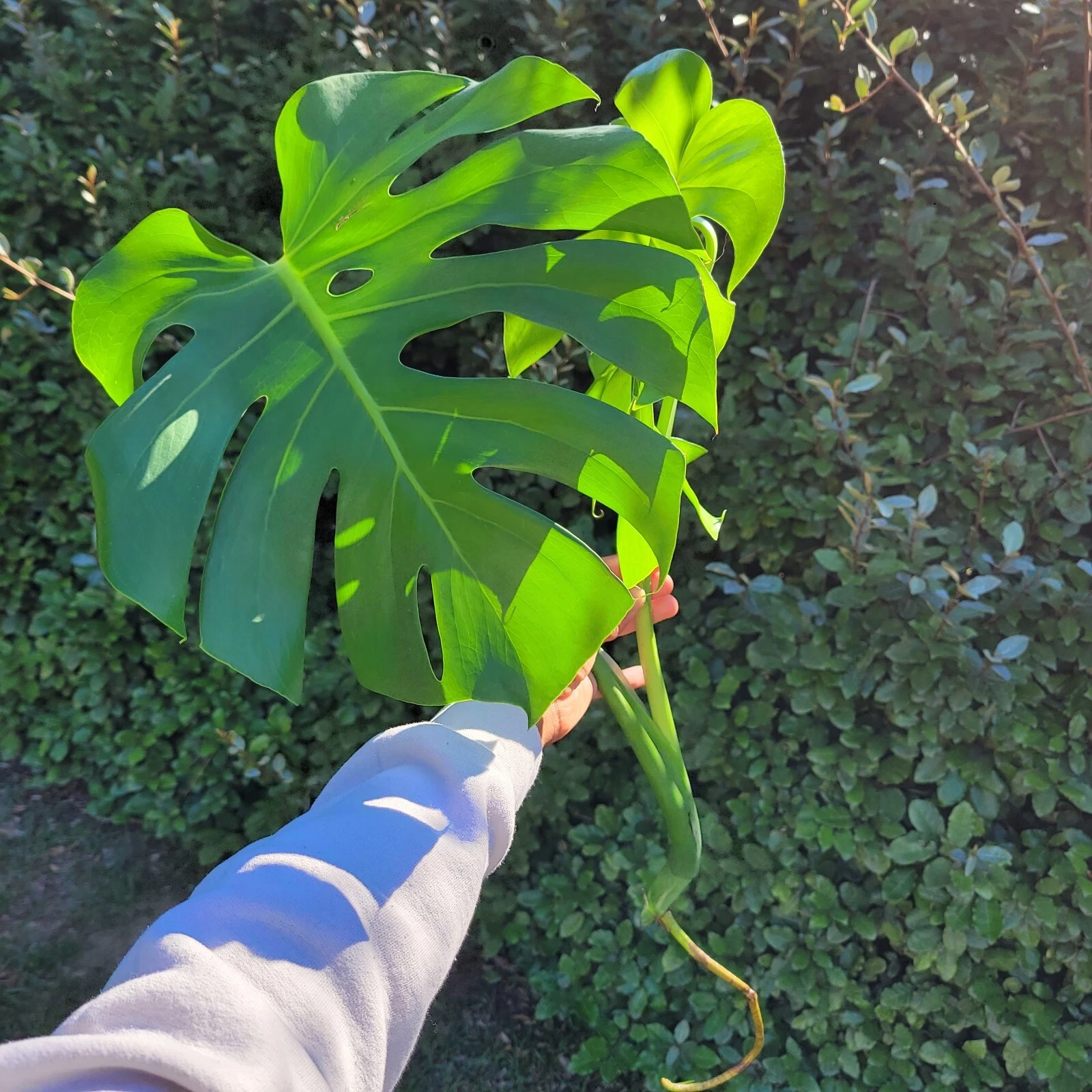 Monstera Deliciosa Rooted Cutting – Live Tropical Houseplant, Swiss Cheese Plant with Split Leaves