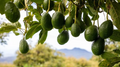 Rare Cleopatra Avocado Cuttings – 5 Fresh Wax-Dipped Scions for Grafting, Premium Persea americana Wood