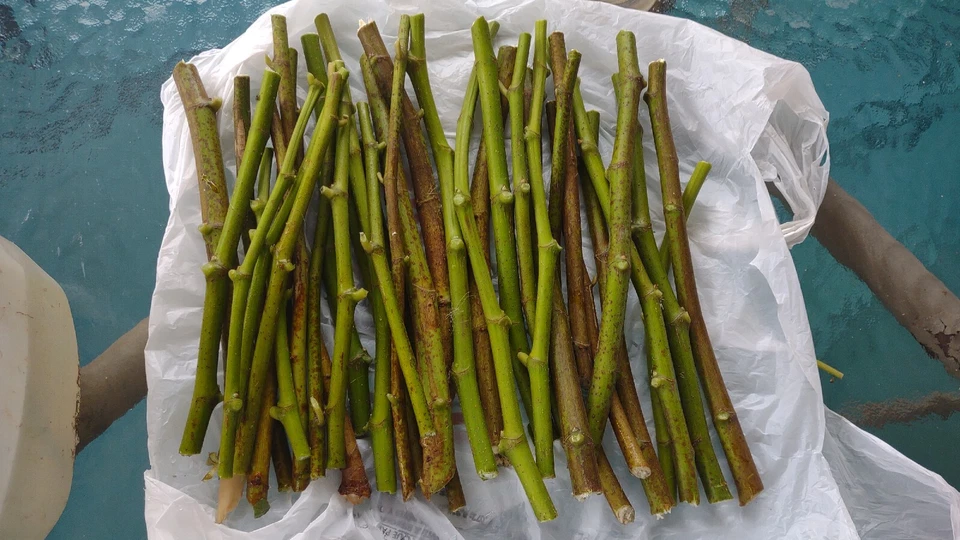 Desert King Fig Cuttings – 9 Fresh Branch Cuttings + 1 Free – Organic White/Green Fig Variety for Rooting
