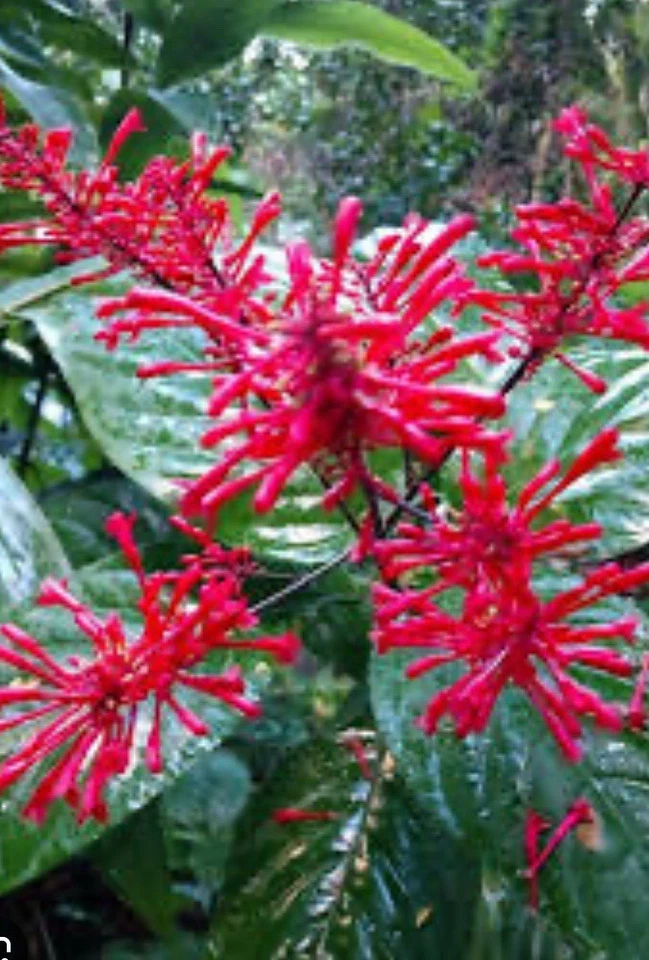 Purple and Red Firespike Cuttings – 6 Live Odontonema Strictum Unrooted Cuttings for Garden Planting