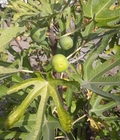 Tena Fig Cuttings – Ficus carica Fruit Tree, 7 Unrooted Fresh Fig Cuttings for Propagation