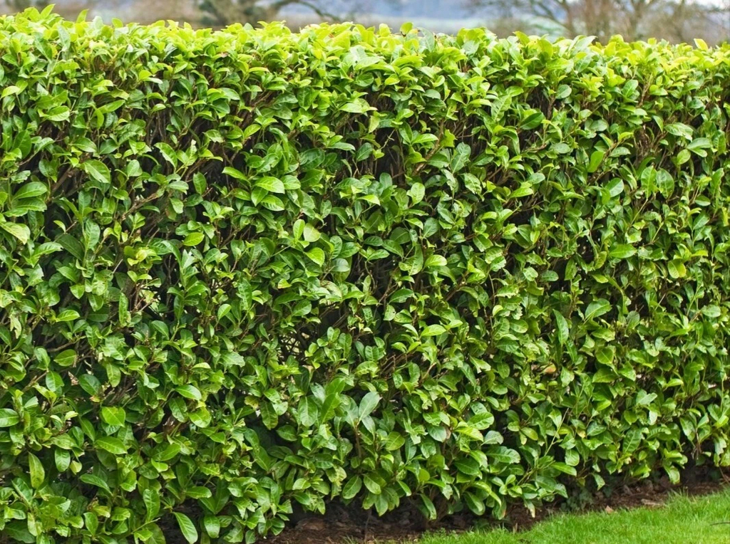 20 Cherry Laurel Cuttings – 6–8"+ Fresh Prunus laurocerasus Stems for Rooting Hedges, Shrubs, Privacy Screens