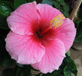 Hawaiian Pink Hibiscus Cutting – 1 Fresh Unrooted Hibiscus Rosa-Sinensis Cutting 2–4 Inch for Propagation