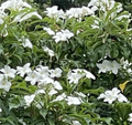 Bridal Bouquet Plumeria Pudica Cuttings – 3 Frangipani Stems 8–10 Inch Long for Planting or Propagation