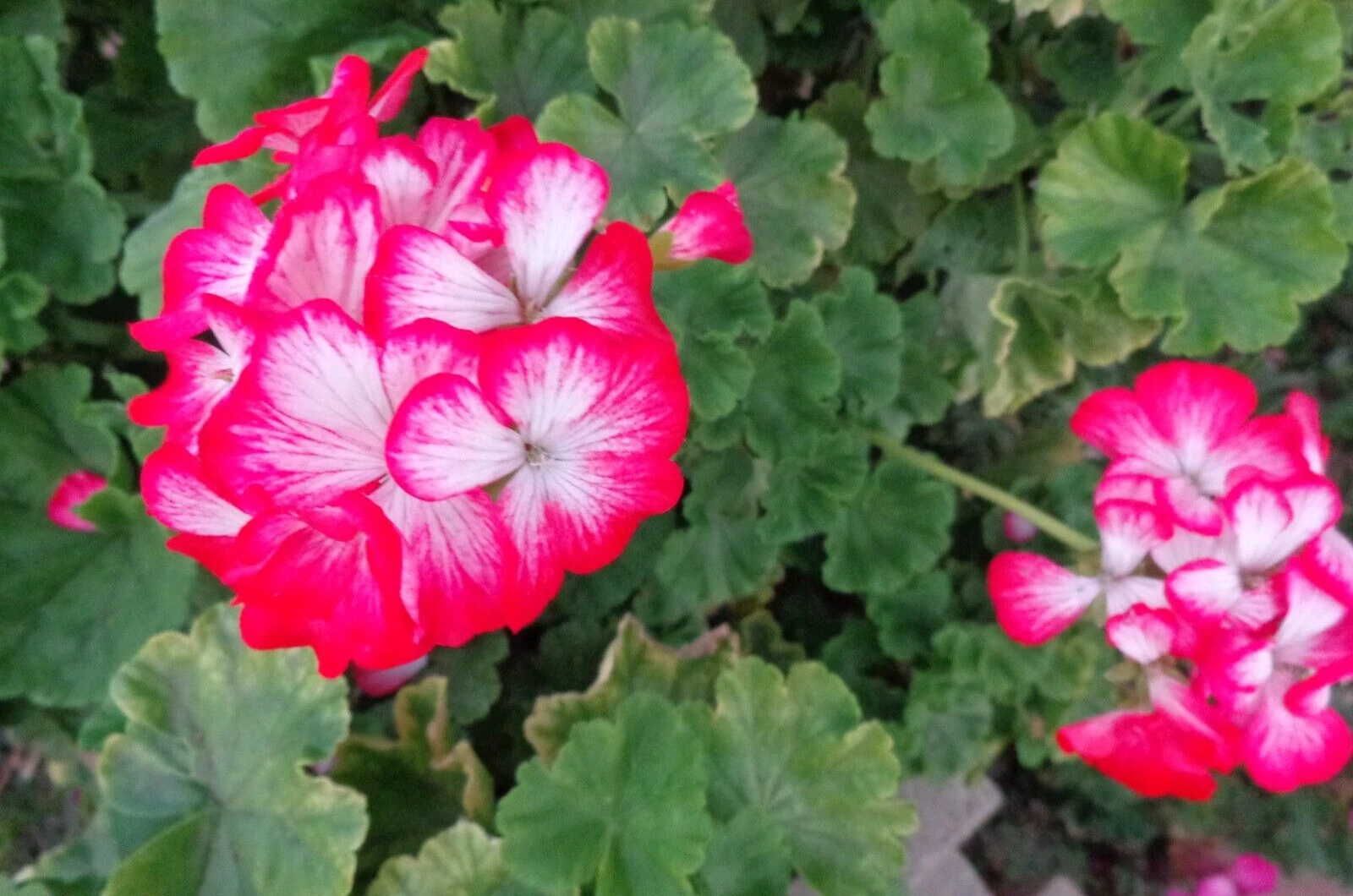 Red and White Geranium Starter Cuttings – 2 Live Pelargonium Cuttings 6 Inches Long, Bi-Color Flowering Plant