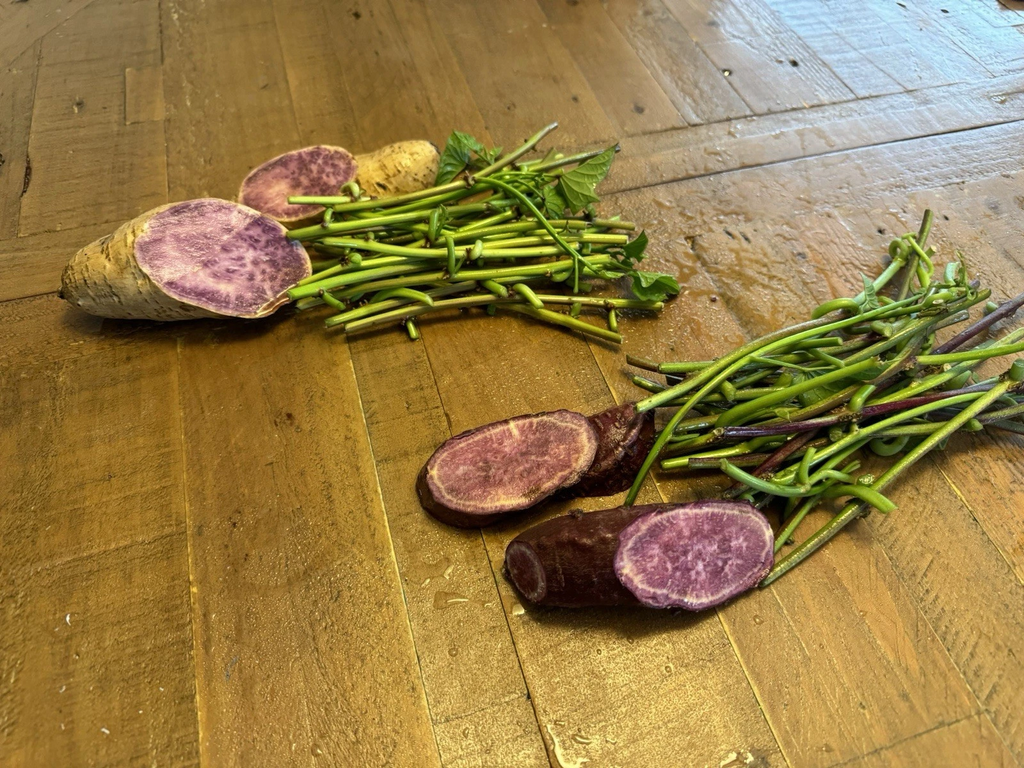 Purple Sweet Potato Slips Variety Set – 2 Molokai + 2 Okinawa Slips – Live Sweet Potato Vine Cuttings