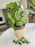 Variegated Pilea Peperomioides Cuttings for Planting – White Splash Chinese Money Plant, Unrooted Houseplant Cuttings