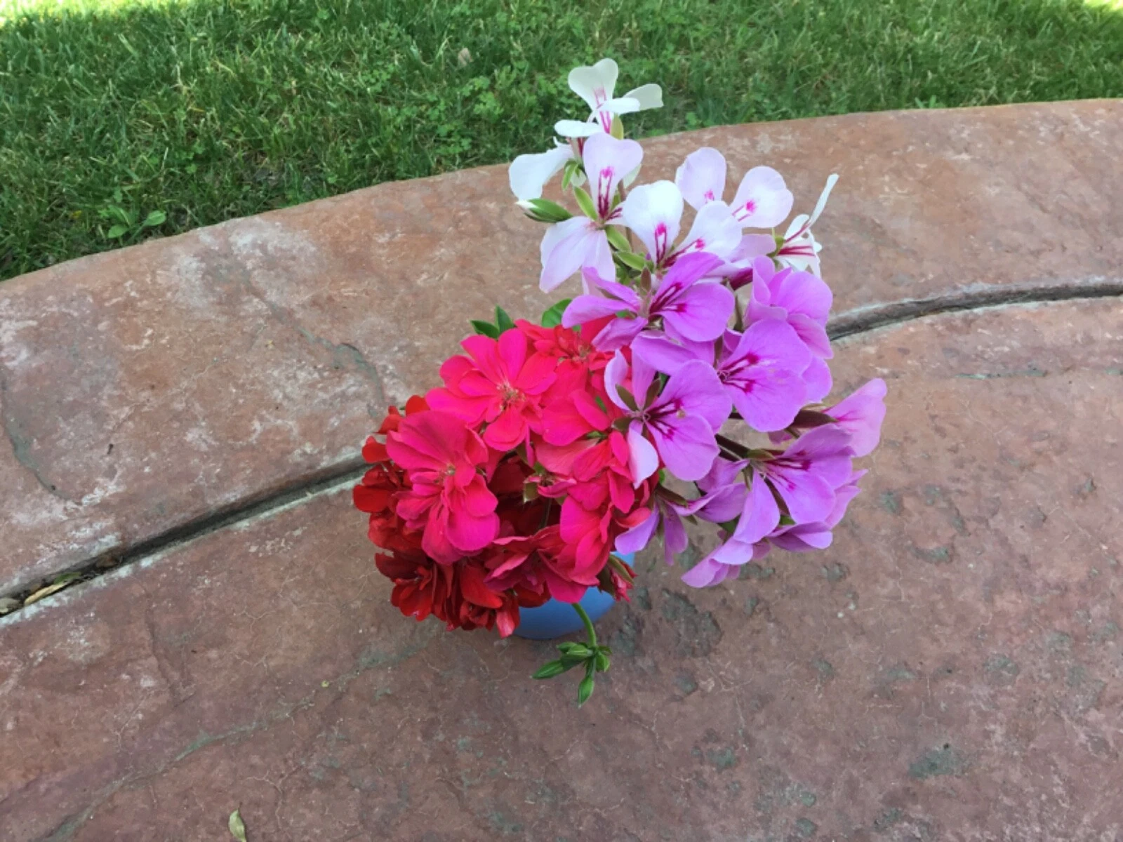 Ivy Geranium Cuttings for Planting – 9 Unrooted Pelargonium peltatum Cuttings, Four Color Mix