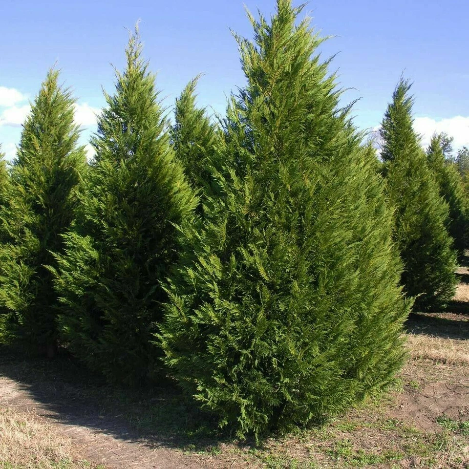 15 Leyland Cypress Cuttings – 6–7" Unrooted Stems for Privacy Screens, Fast-Growing Evergreen Tree Starter Lot