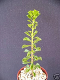 Pereskia Portulacifolia Live Plant – Rare Leafy Cactus, Caudex Bonsai Style, 4 Inch Potted Plant