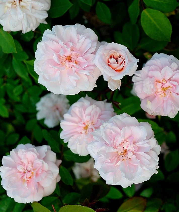 Cecile Brunner Antique Rose Cuttings – 8 Fresh Heirloom Rose Stems for Rooting | Sweet Pink Climbing Bush Starter