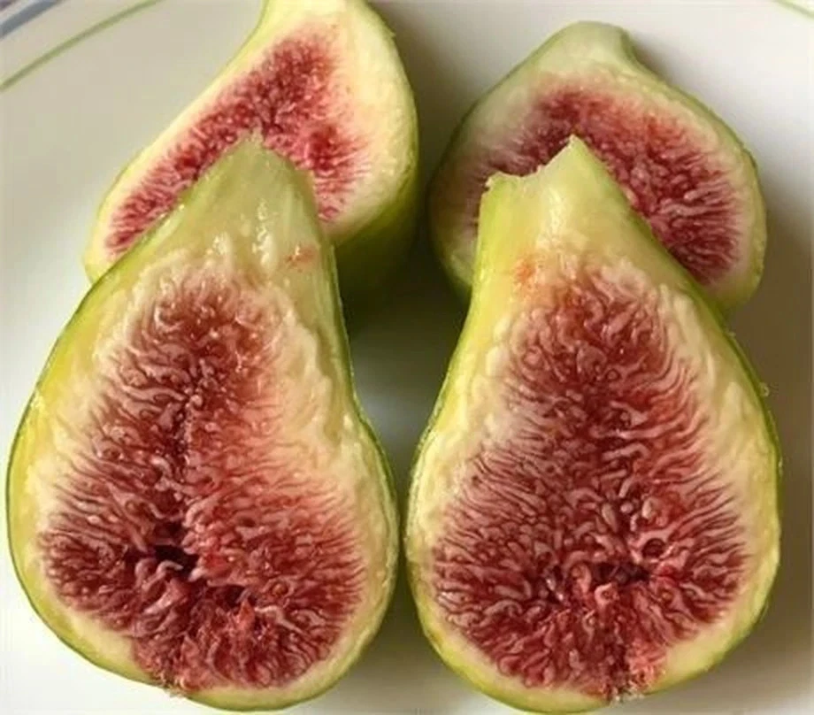 10 Fig Variety Cuttings Bundle – Mixed Ficus carica Collection for Rooting & Propagation, Assorted Fig Types