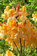 Dancing Rabbit Aromi Azalea Rhododendron Starter Plant – Deciduous Shrub, Dormant Small Size