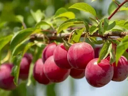 Plum Tree Cuttings – 3 Fresh Unrooted Cuttings, Prunus Fruit Tree for Propagation, Garden Plant