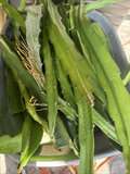 Dragon Fruit Cuttings for Planting – 5 Live Stems 8–12 Inches, Tropical Climbing Cactus