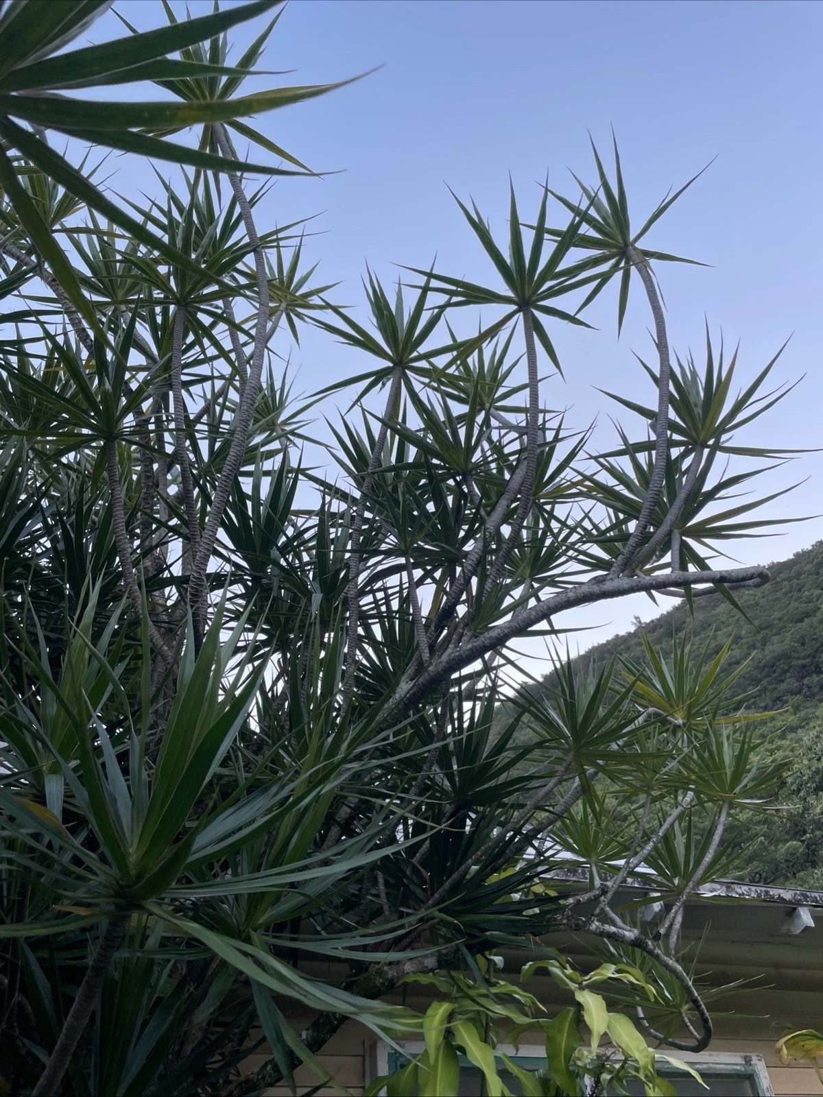 Hawaii Dragon Tree Cuttings for Planting – 25 Unrooted Dracaena marginata Cuttings Wholesale Lot