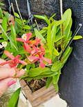 Epidendrum radicans Orchid – 1 Pink Rooted Cutting, Full-Sun Reed Stem Orchid Starter Plant for Outdoor or Patio Growing